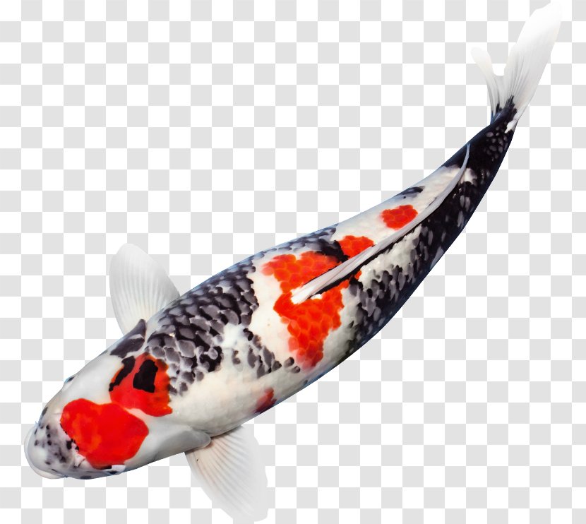 Koi Pond Niigata Prefecture Aquarium Carp - Fin Transparent PNG