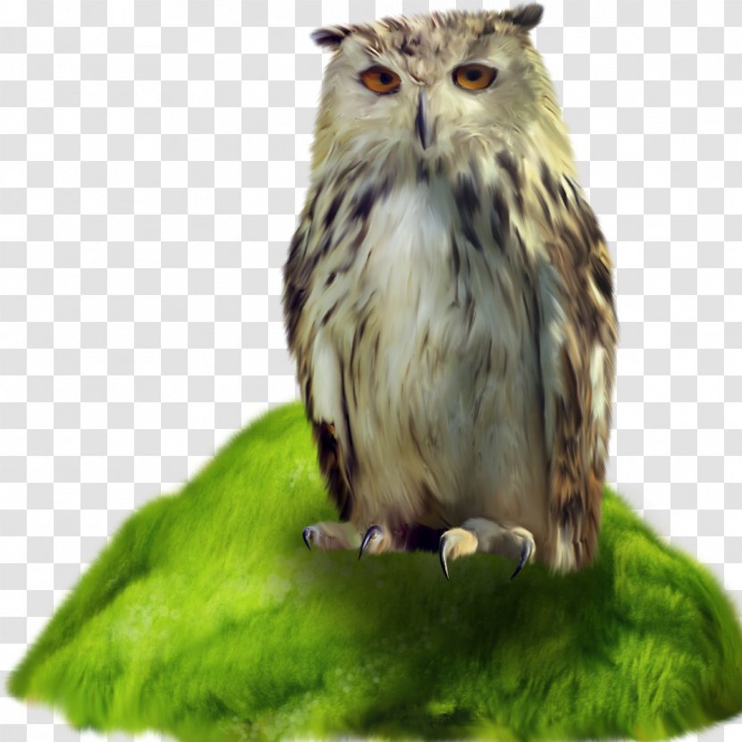 Little Owl Bird - Organism - Owls Transparent PNG