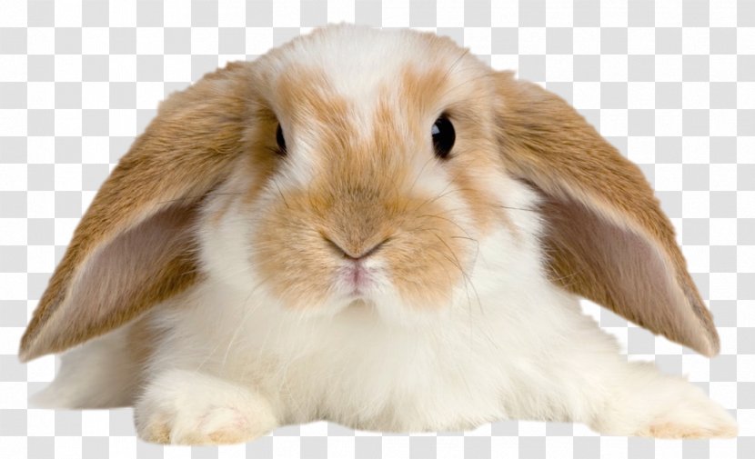 Netherland Dwarf Rabbit Holland Lop Rex Tan Domestic - European Transparent PNG