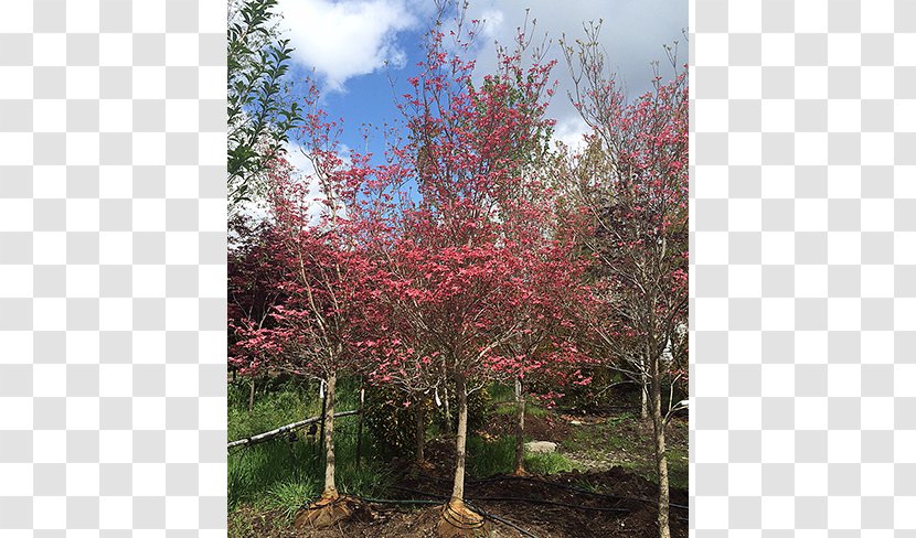 Red Maple Tree Shrub Deciduous Evergreen - University - Specimens Transparent PNG