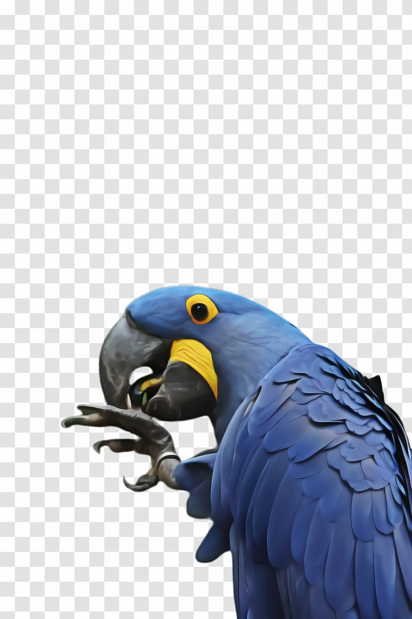 Bird Parrot - Organism - Wing Transparent PNG