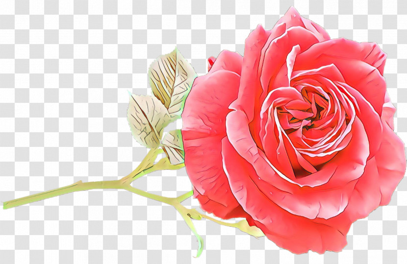 Garden Roses Transparent PNG