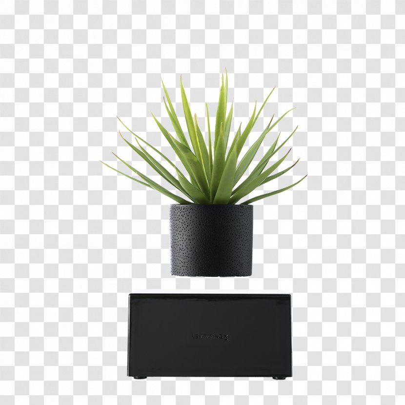 Oodesign Floating Vase RIPPLE Houseplant Decorative Black - Perennial Plant Transparent PNG