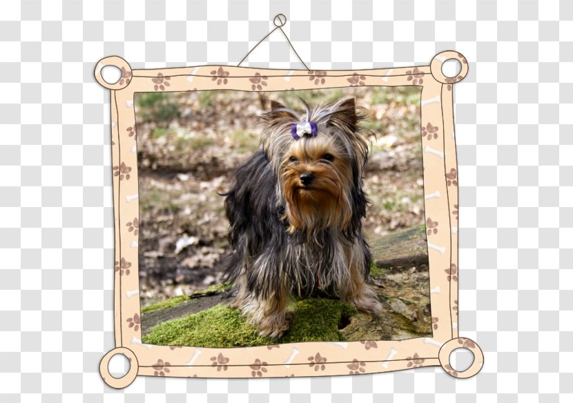 Yorkshire Terrier Australian Silky Companion Dog Breed - Like Mammal Transparent PNG