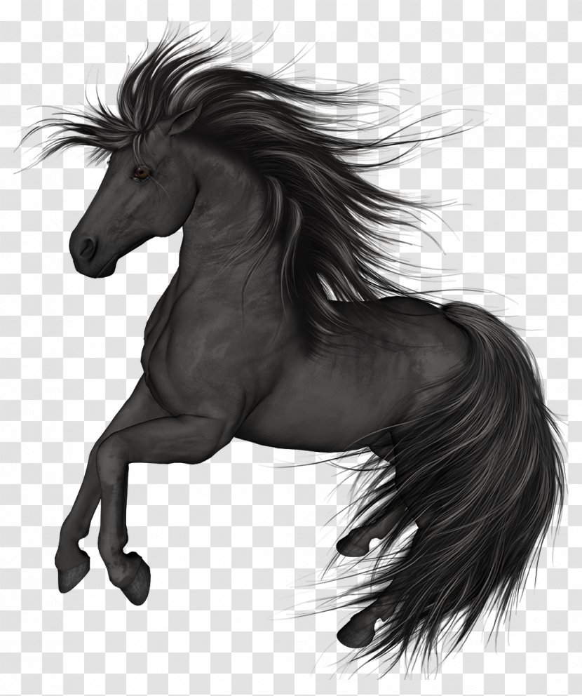 Mustang Stallion Arabian Horse Black Colt - Supplies - Painting Transparent PNG