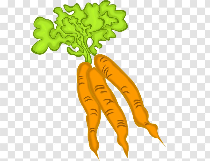 Carrot Food Leaf Vegetable Vegetarian Cuisine - Tomato Transparent PNG