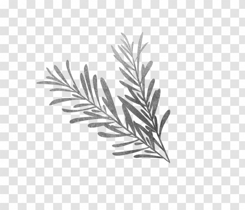 Black And White Drawing Rosemary Sketch - Biological Grass Transparent PNG