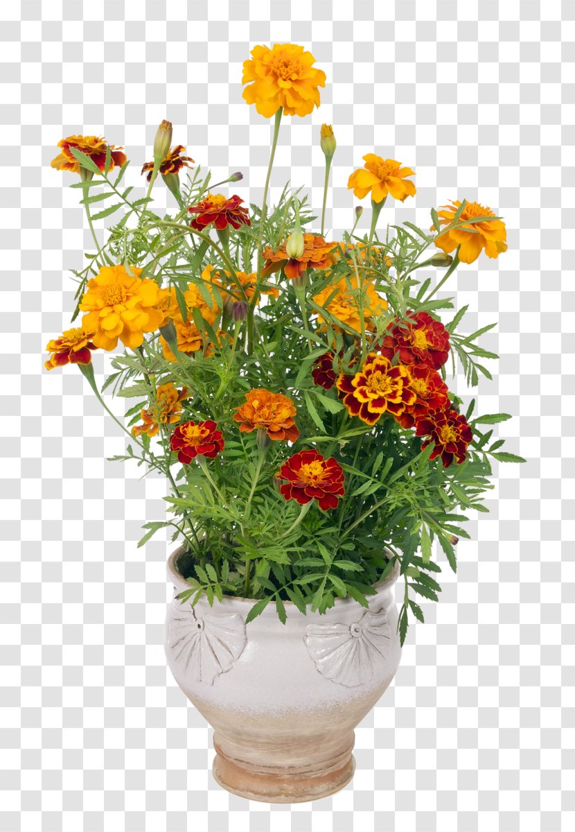 Floral Design Flowerpot Marigold Cut Flowers - Stock Photography Transparent PNG