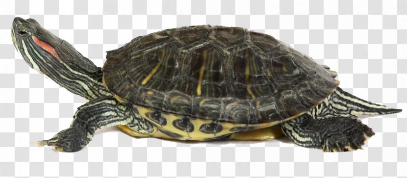 Box Turtle Common Snapping Tortoise Sea - Red Eared Slider Transparent PNG