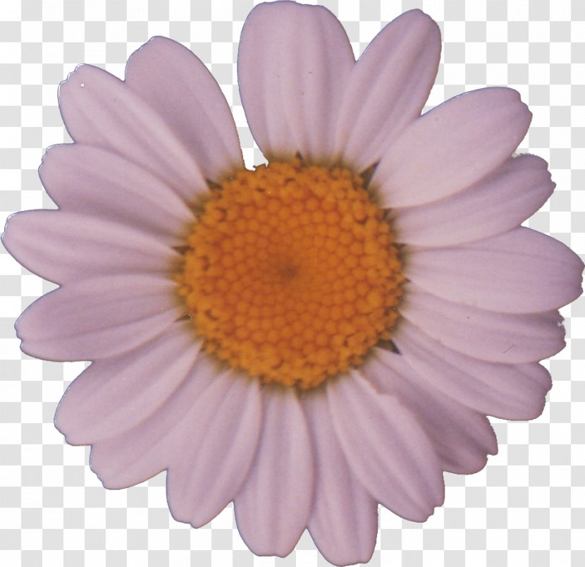 Common Daisy Flower Clip Art - Gerber Format - Trees Transparent PNG