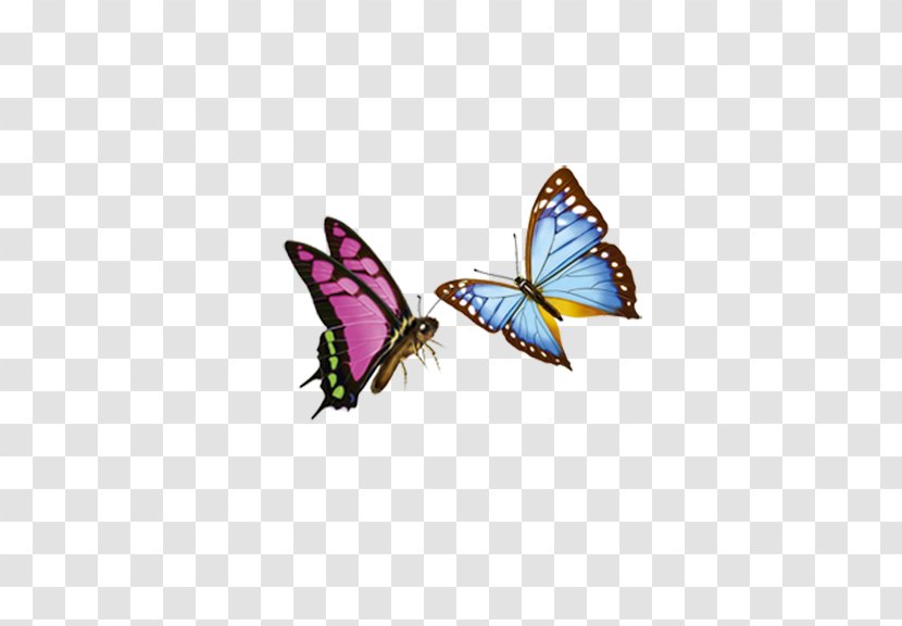Monarch Butterfly Preview Icon - Brush Footed Transparent PNG