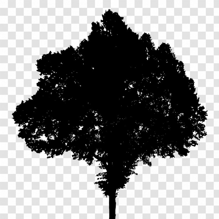 Video Image Season Photography - Tree Transparent PNG