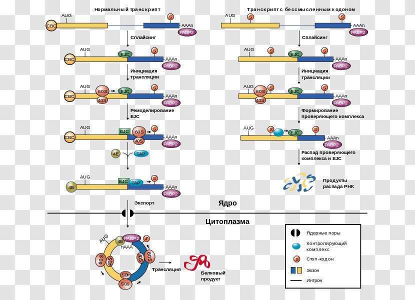 Five Prime Untranslated Region Nonsense-mediated Decay Exon Junction Complex Messenger RNA - Plot Transparent PNG