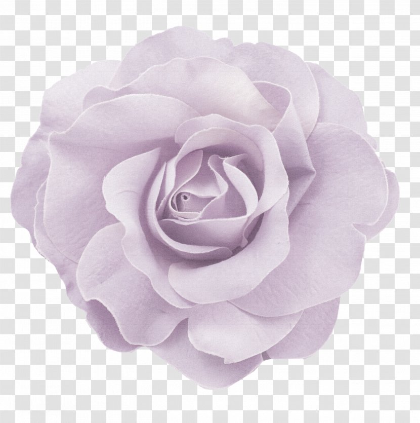 Flower Pink Color - Creative Work - Lavender Decoration Pattern Transparent PNG