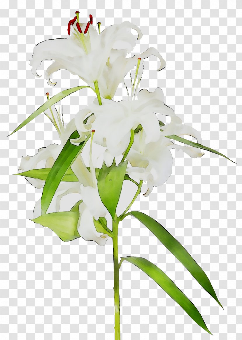 Moth Orchids Cut Flowers Floral Design Flower Bouquet - Dendrobium - Plants Transparent PNG