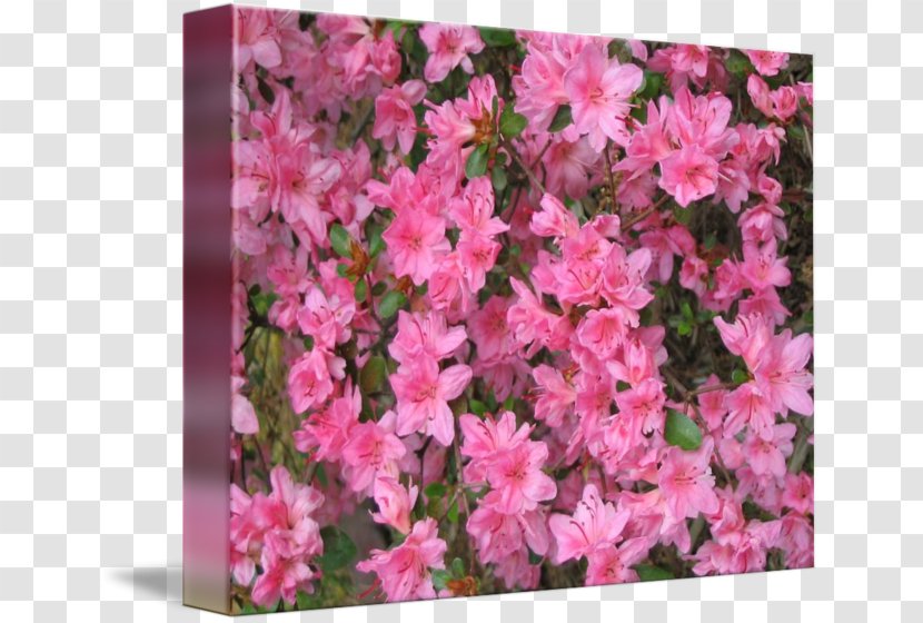 Azalea Imagekind Rhododendron Art Poster Transparent PNG