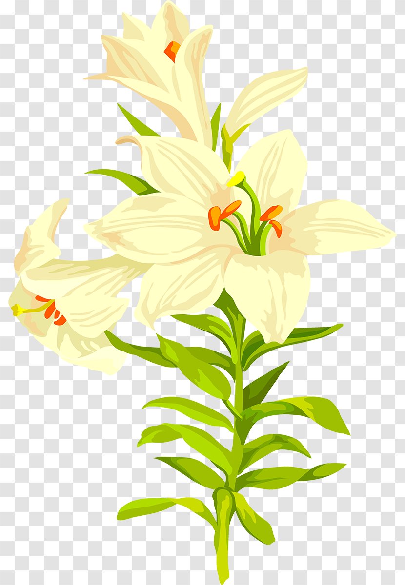 Lilium Flower - Seed Plant - Gazania Transparent PNG