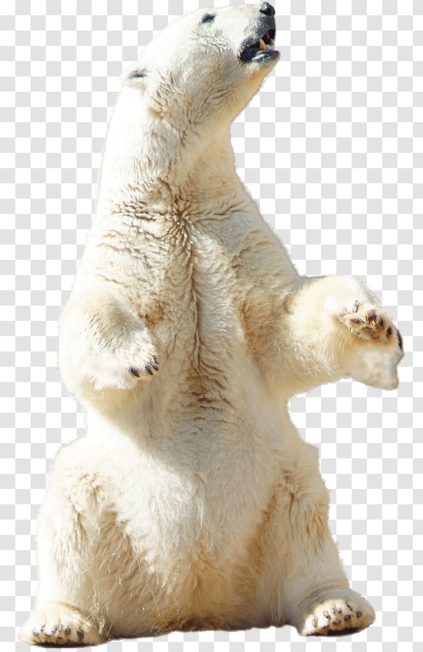 Polar Bear Arctic Download - Carnivoran - Urso Transparent PNG