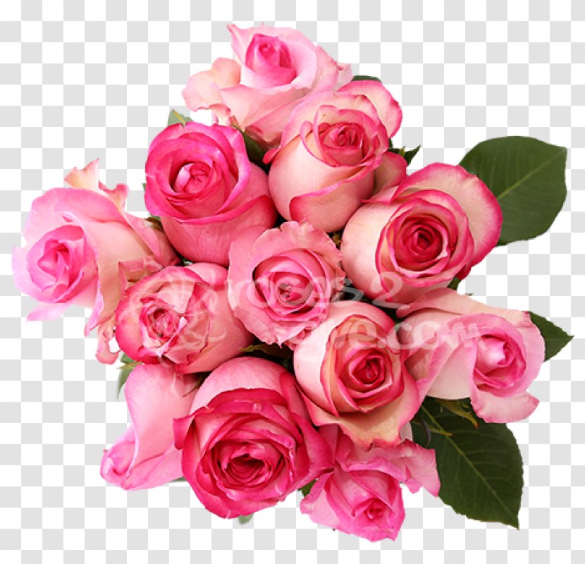 Cut Flowers Pink Garden Roses Flower Bouquet Transparent PNG