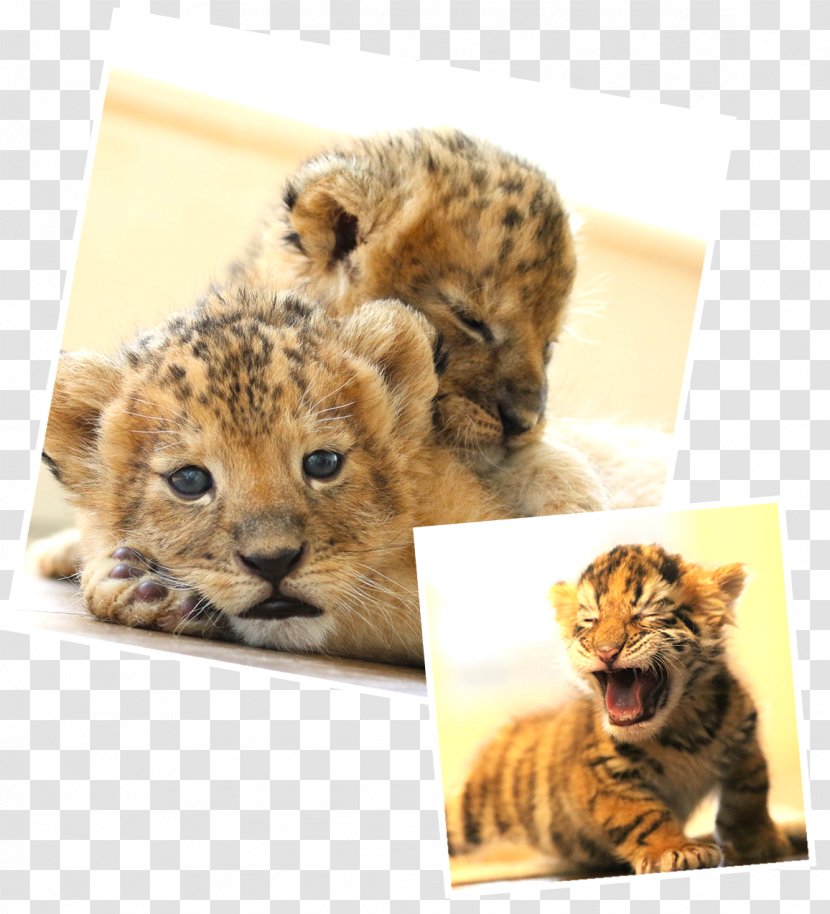 Whiskers Cheetah Cat Fur Snout - Big Transparent PNG