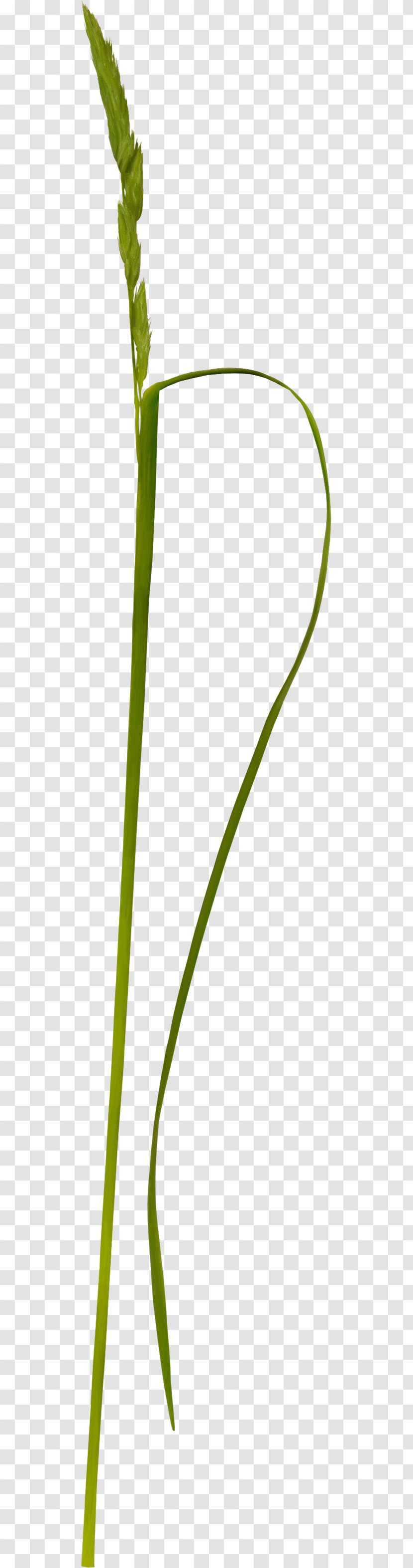Grasses Weed Clip Art - Photography - Green Grass Transparent PNG