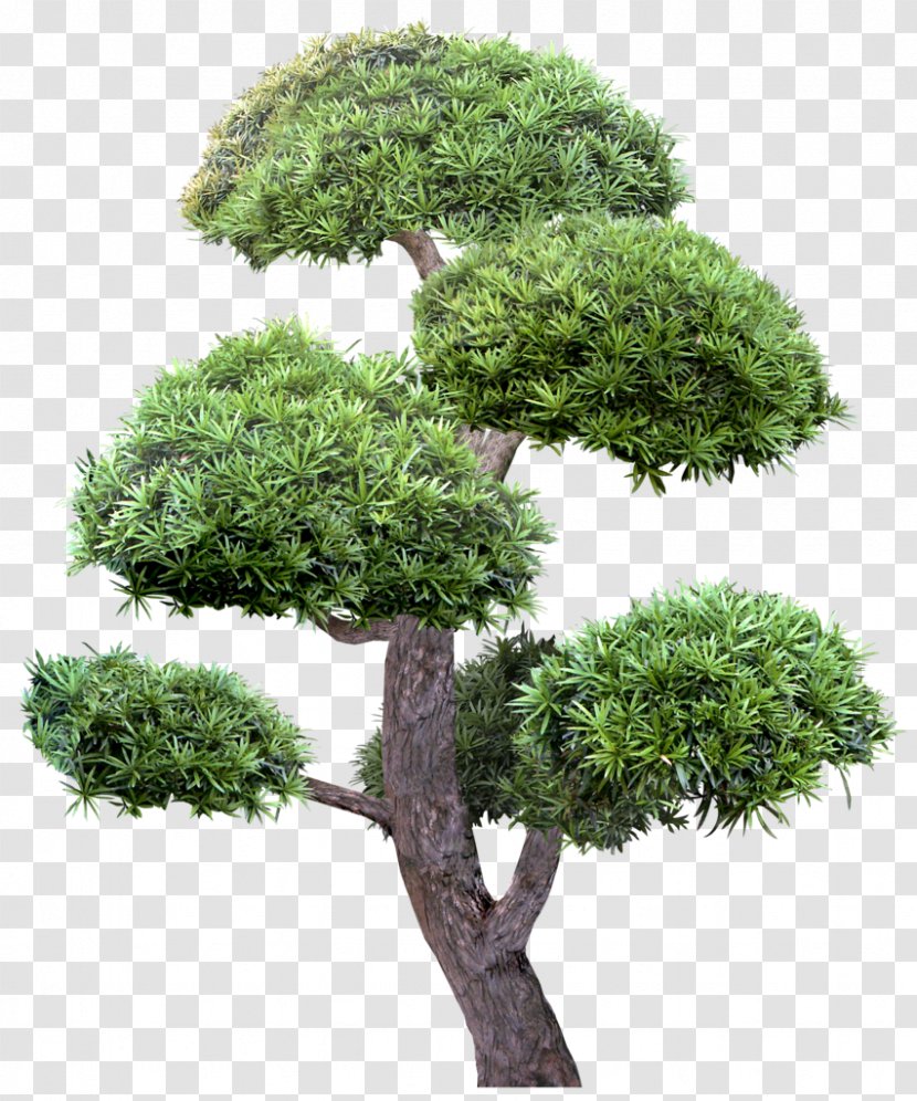 Indoor Bonsai Tree Clip Art - Grass Transparent PNG