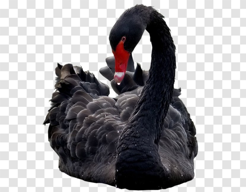 Black Swan Bird Ducks Le Cygne Yandex - Waterfowl Transparent PNG