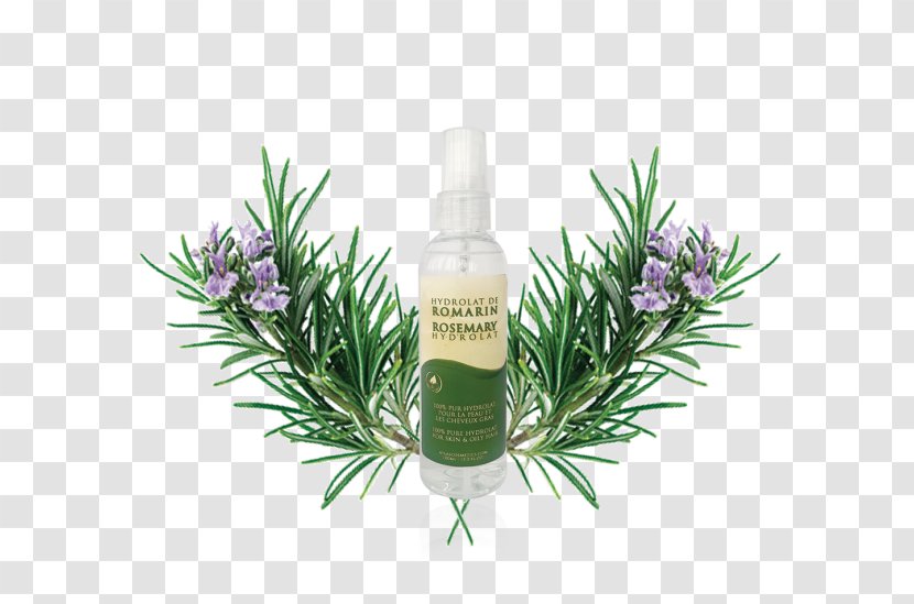 Rosemary Herbal Distillate Cosmetics Essential Oil Transparent PNG