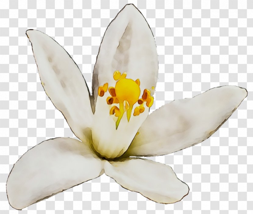 Moth Orchids - Petal - Magnolia Family Transparent PNG