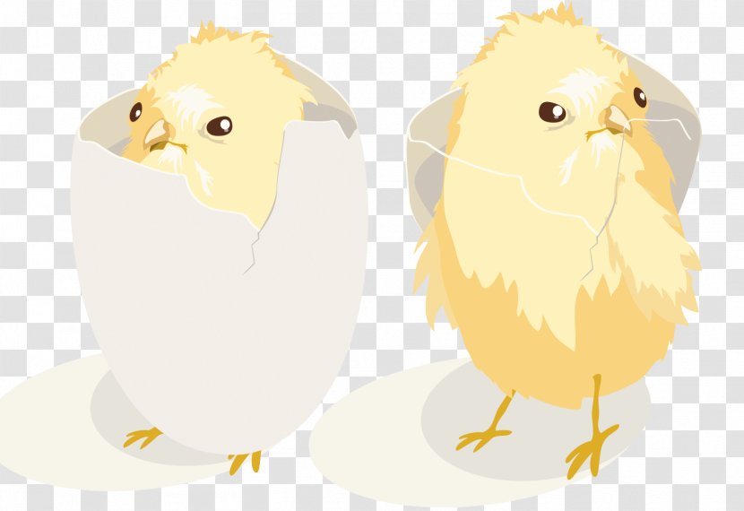 Chicken Collection Euclidean Vector Illustration - Yellow - Broken Shell Chick Transparent PNG