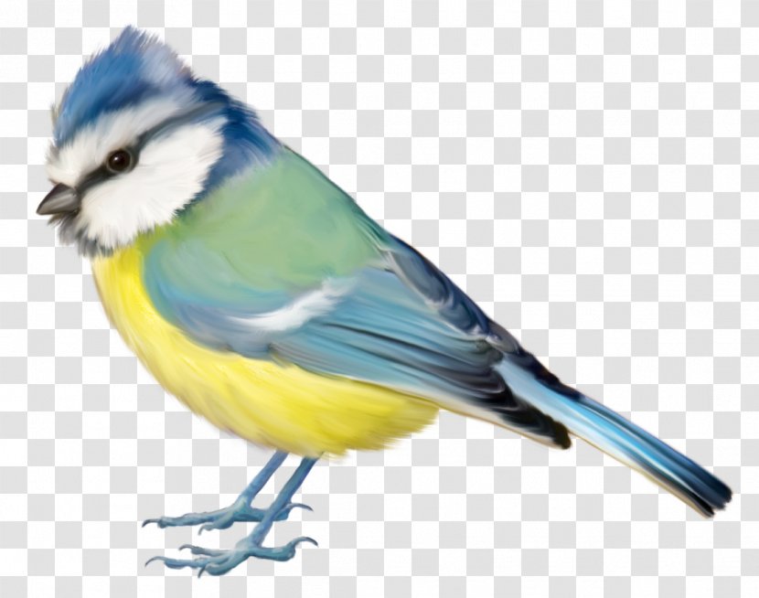 Bird Blue Jay Finch Clip Art - Feather - Birds,Birds Transparent PNG