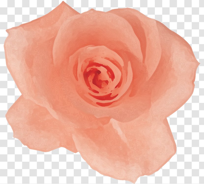 Garden Roses Cabbage Rose Floribunda Petal Cut Flowers Transparent PNG