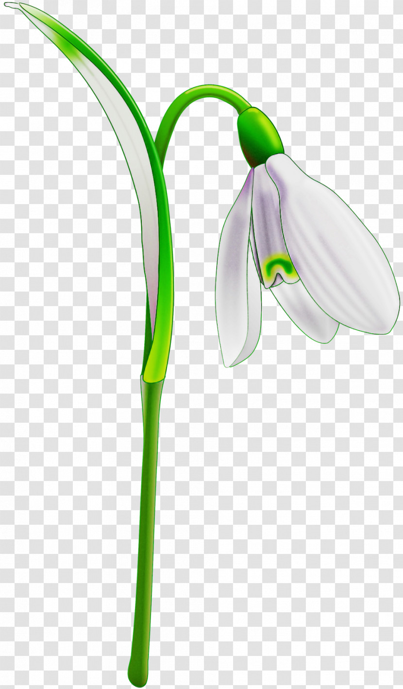 Plant Stem Flower Plant Biology Science Transparent PNG