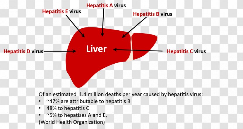 Viral Hepatitis A C D - Tree - Cartoon Transparent PNG