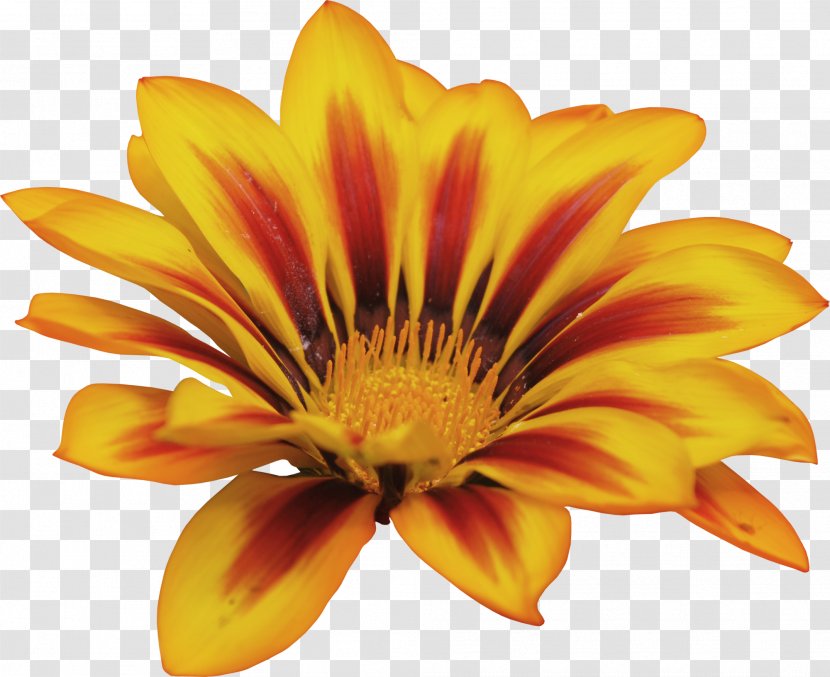 Cut Flowers Clip Art - Flower - Sunflower Transparent PNG