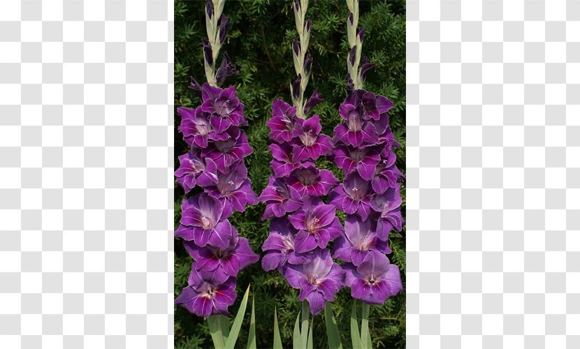 Plant Gladiolus Flower Bulb Lilium - Iris Family Transparent PNG