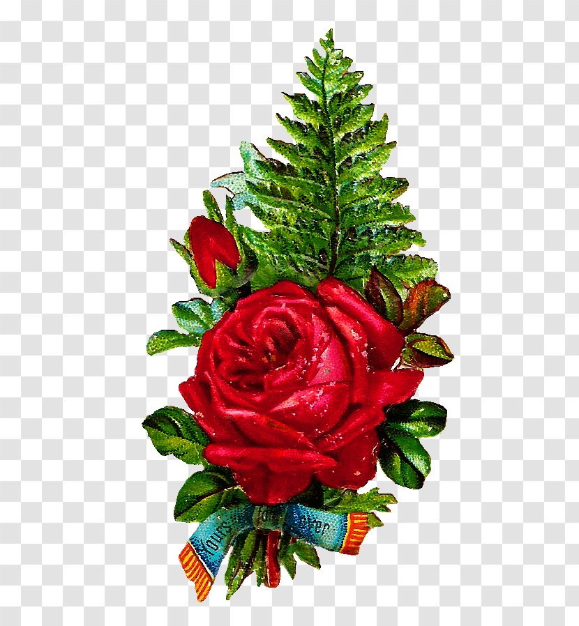 Cut Flowers Garden Roses Flower Bouquet - Christmas Tree - Fern Transparent PNG