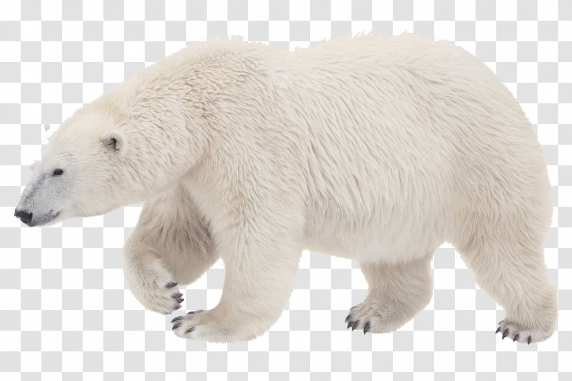 Toronto Zoo Polar Bear First, Know What You Want - Heart - Why Goals Don't Work And How To Make Them Brown BearPolar Transparent PNG