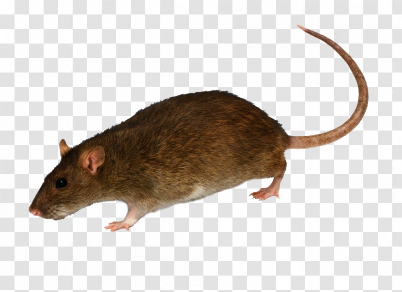 Brown Rat Rodent Mouse Black Pest Control - The - Mouse, Image Transparent PNG