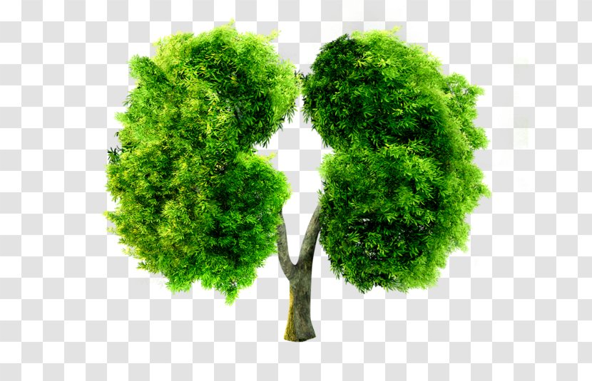 China Lung Pneumoconiosis - Project - Green Shape Trees Transparent PNG