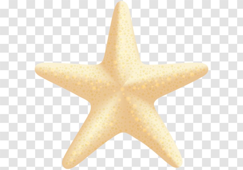 Starfish Clip Art - Echinoderm - Sea Star Transparent PNG