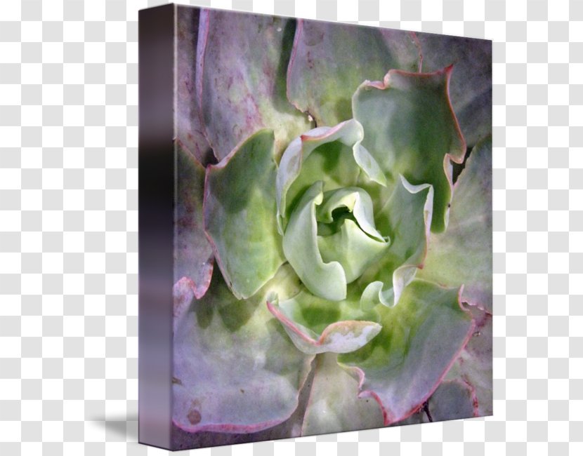 Violet Purple Lilac Leaf Petal - Succulent Plant - Border Transparent PNG