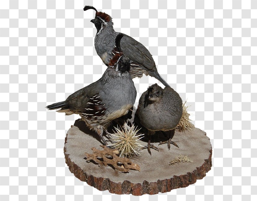 Quail IPhone AZ Wildlife Creations Mount - Mobile Phones Transparent PNG