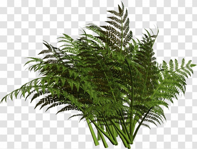 Flower Drawing - Elaeis - Herb Ostrich Fern Transparent PNG