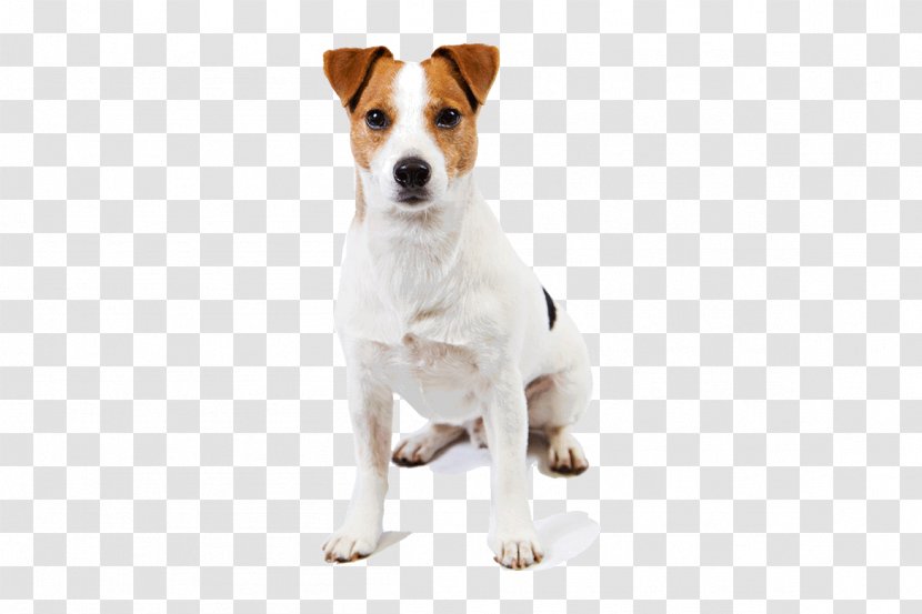 Jack Russell Terrier Parson Harrier Smooth Fox - Dog Transparent PNG