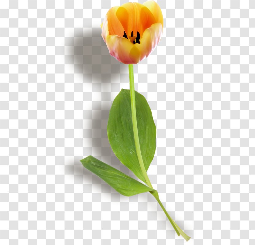 Tulip Desktop Wallpaper - Plant Transparent PNG