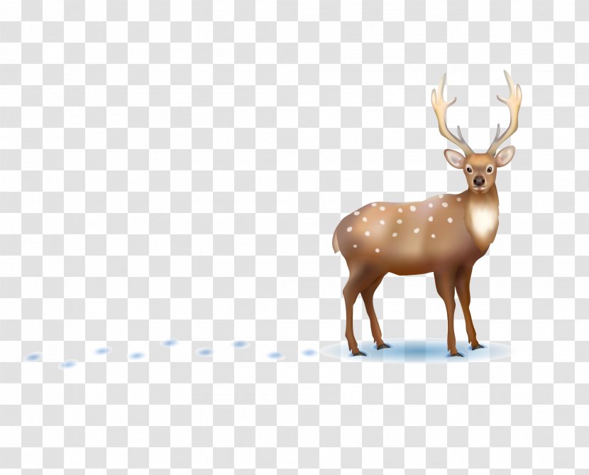 Vector Graphics Illustration Royalty-free Stock Photography Image - Wildlife - Bull Elk Transparent PNG