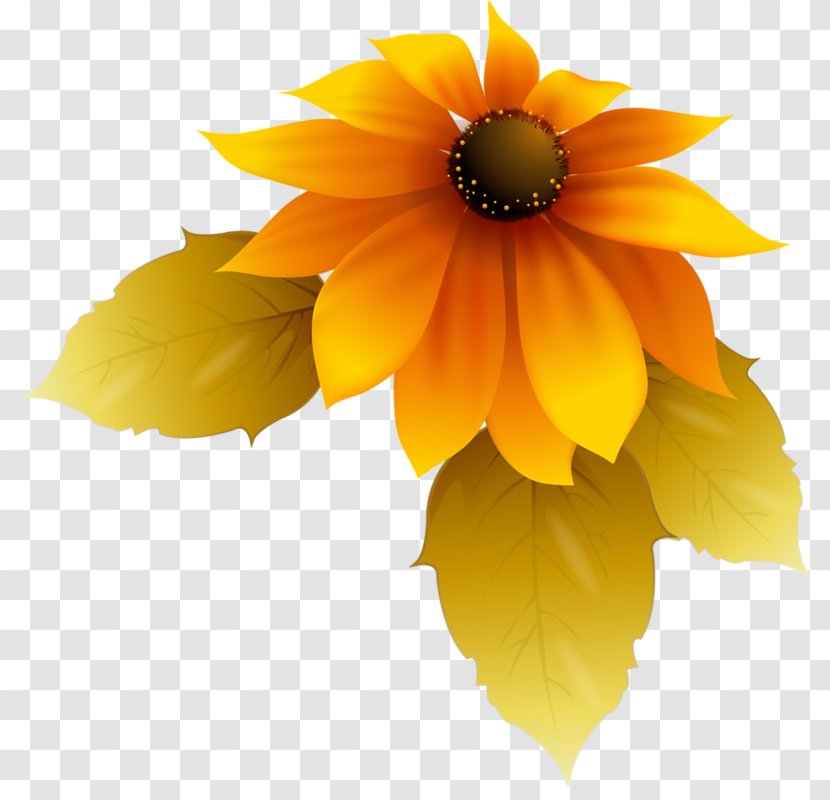 Common Sunflower Animaatio Blanket Flowers - Yellow - Flower Transparent PNG