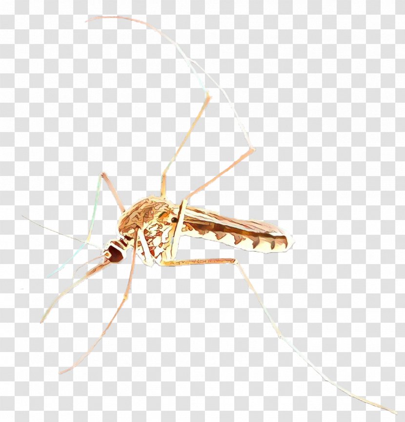 Mosquito Insect - Arthropod Membranewinged Transparent PNG