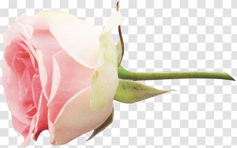 Garden Roses Flower Clip Art - Cut Flowers Transparent PNG